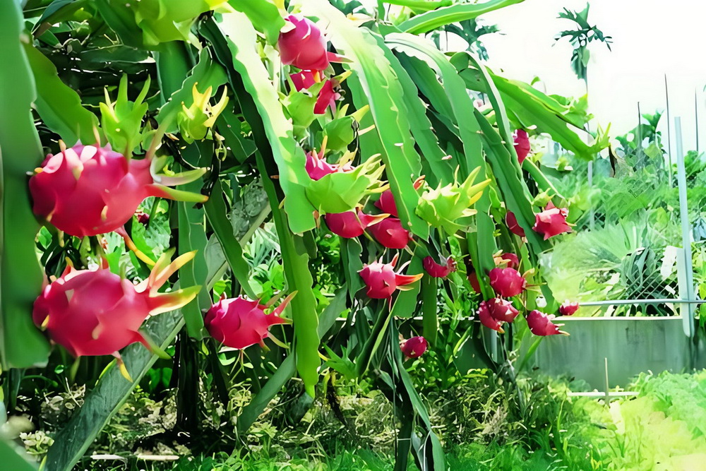 Pitaya